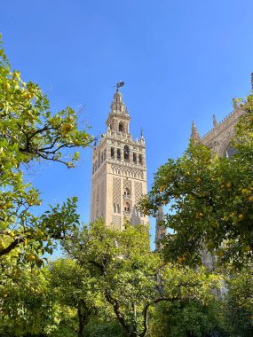 Giralda Kulesi Seville Katedrali. Güneşli bir günde, portakal ağaçları arasında gotik Katolik katedrali. Sevilla, Endülüs, İspanya.