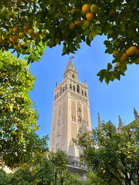 Giralda Kulesi Seville Katedrali. Güneşli bir günde, portakal ağaçları arasında gotik Katolik katedrali. Sevilla, Endülüs, İspanya.