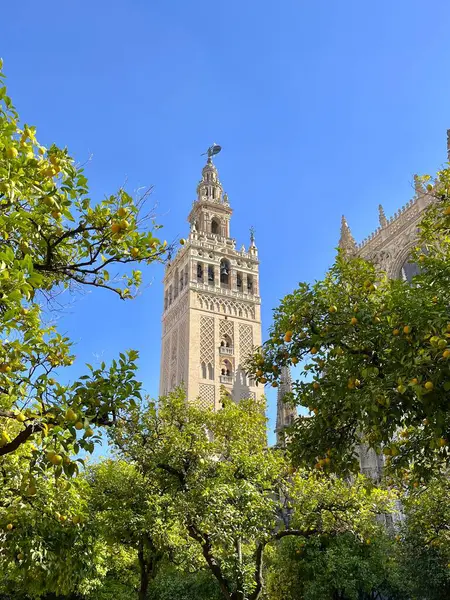 Giralda Kulesi Seville Katedrali. Güneşli bir günde, portakal ağaçları arasında gotik Katolik katedrali. Sevilla, Endülüs, İspanya.