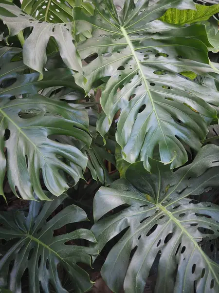 Canavarın yeşil yaprakları. Bitki detayları.