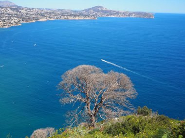 Çorak dallar ve canlı çevreler arasındaki zıtlık, suyun berraklığı ve çiçek açan kır çiçekleriyle güçlendirilmiş çarpıcı bir görsel kompozisyon yaratır..