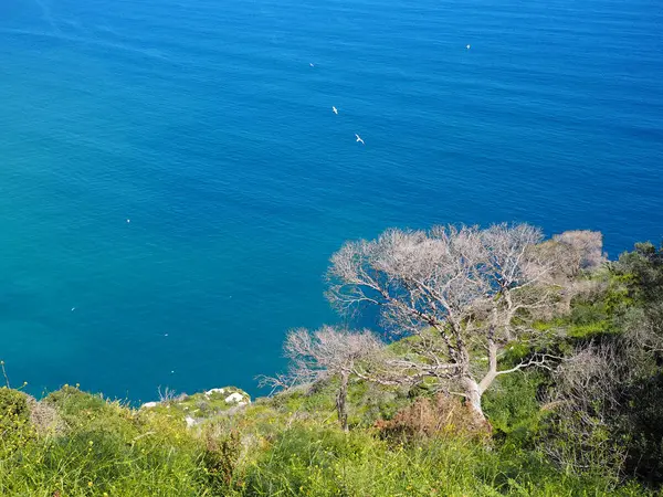 Çorak dallar ve canlı çevreler arasındaki zıtlık, suyun berraklığı ve çiçek açan kır çiçekleriyle güçlendirilmiş çarpıcı bir görsel kompozisyon yaratır..