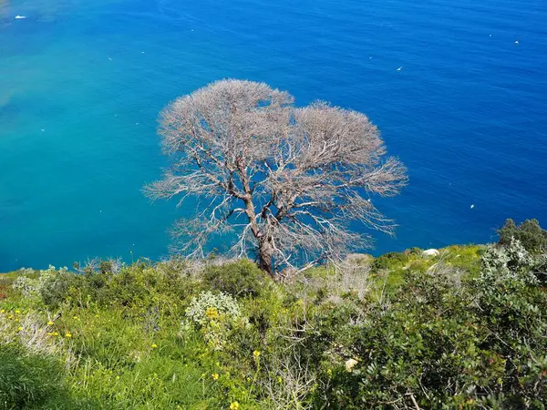 Çorak dallar ve canlı çevreler arasındaki zıtlık, suyun berraklığı ve çiçek açan kır çiçekleriyle güçlendirilmiş çarpıcı bir görsel kompozisyon yaratır..