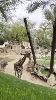 İspanya Valensiya Biyopsisi 'nde bir zürafa yürüyor ve yeşil otları yiyor..