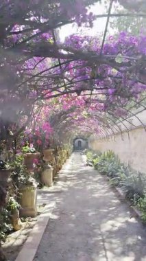İspanya, Valencia 'da güneşli bir günde Monfort Park' ta çiçek açan pembe ve mor çiçekli bir çardak.