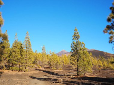 Güneşli bir günde, Teide yanardağının eteğindeki volkanik kara çölün ortasında yeşil köknar ağaçları. Volkanın zirvesi ve mavi gökyüzündeki ay. Tenerife 'nin dramatik manzarası, Kanarya Adaları, İspanya.