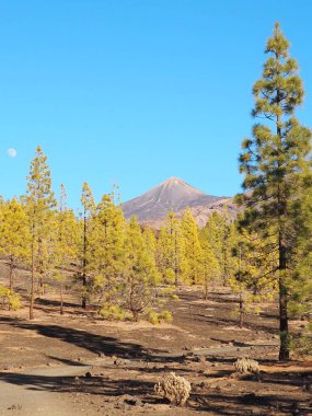 Güneşli bir günde, Teide yanardağının eteğindeki volkanik kara çölün ortasında yeşil köknar ağaçları. Volkanın zirvesi ve mavi gökyüzündeki ay. Tenerife 'nin dramatik manzarası, Kanarya Adaları, İspanya.