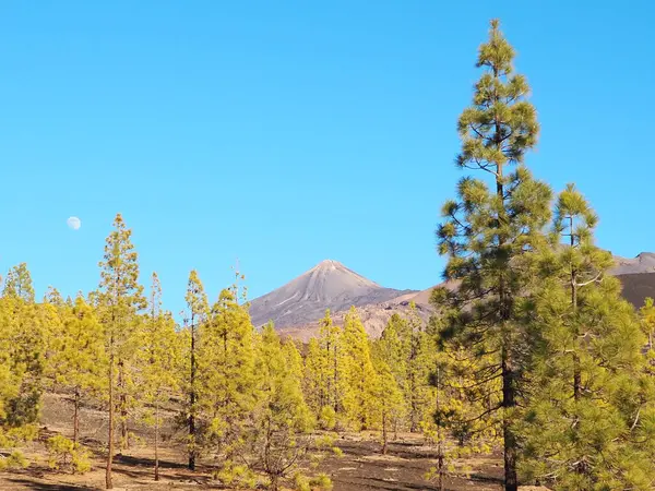 Güneşli bir günde, Teide yanardağının eteğindeki volkanik kara çölün ortasında yeşil köknar ağaçları. Volkanın zirvesi ve mavi gökyüzündeki ay. Tenerife 'nin dramatik manzarası, Kanarya Adaları, İspanya.