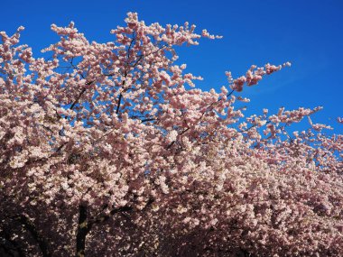 Pembe kiraz çiçeklerinin parlak mavi gökyüzüne karşı bahar mevsiminde canlı manzarası. Pembe kiraz ağacı çiçekleri.