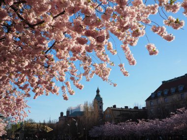 İsveç, Stockholm 'de Kiraz Çiçeği ve tarihi mimari. Kungstradgarden meydanında pembe kiraz ağaçları olan parlak bahar manzarası. Şehir doğası, çiçek manzaraları..