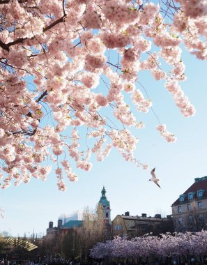 İsveç, Stockholm 'de Kiraz Çiçeği ve tarihi mimari. Kungstradgarden meydanında pembe kiraz ağaçları olan parlak bahar manzarası. Şehir doğası, çiçek manzaraları..
