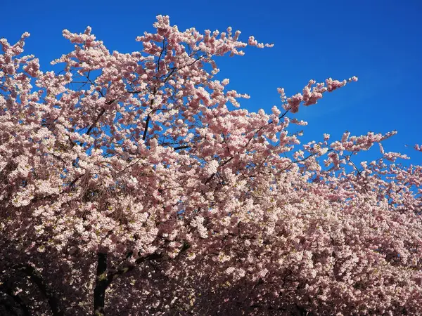 Pembe kiraz çiçeklerinin parlak mavi gökyüzüne karşı bahar mevsiminde canlı manzarası. Pembe kiraz ağacı çiçekleri.