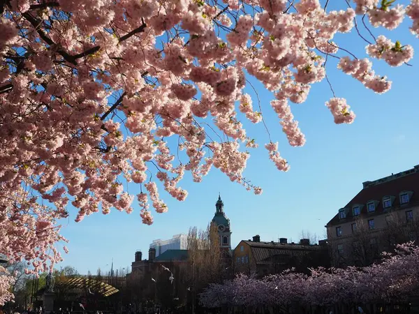 İsveç, Stockholm 'de Kiraz Çiçeği ve tarihi mimari. Kungstradgarden meydanında pembe kiraz ağaçları olan parlak bahar manzarası. Şehir doğası, çiçek manzaraları..
