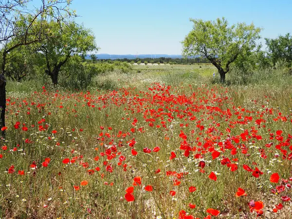 İspanyol kırsalındaki parlak bahar güneşinin altında kırmızı gelincikler, papatyalar ve yeşilliklerle dolu canlı bir tarla. Baharın sonlarında İspanya 'nın renkli güzelliği, Castilla-La Mancha
