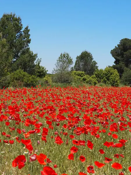 İspanyol kırsalındaki parlak bahar güneşinin altında kırmızı gelinciklerden oluşan canlı bir tarla. Baharın sonlarında İspanya kırsalının renkli güzelliği. Castilla La Mancha 'nın doğa manzarası