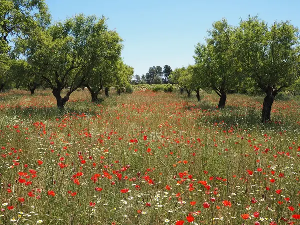 İspanyol kırsalındaki parlak bahar güneşinin altında kırmızı gelincikler, papatyalar ve yeşilliklerle dolu canlı bir tarla. Baharın sonlarında İspanya 'nın renkli güzelliği, Castilla-La Mancha