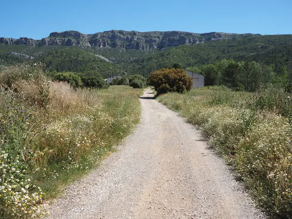 İspanya 'nın Venta Gaeta, Valencia bölgesindeki dağlara uzanan yeşil ve papatyalar arasındaki çakıl yolu. Baharın sonlarında güneşli İspanya 'nın parlak manzarası.