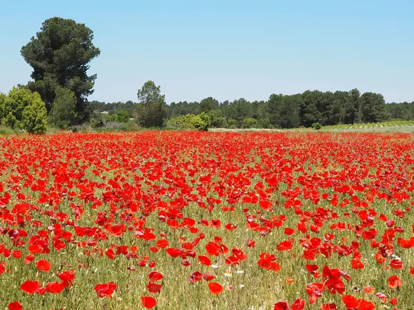 İspanyol kırsalındaki parlak bahar güneşinin altında kırmızı gelinciklerden oluşan canlı bir tarla. Baharın sonlarında İspanya kırsalının renkli güzelliği. Castilla La Mancha 'nın doğa manzarası