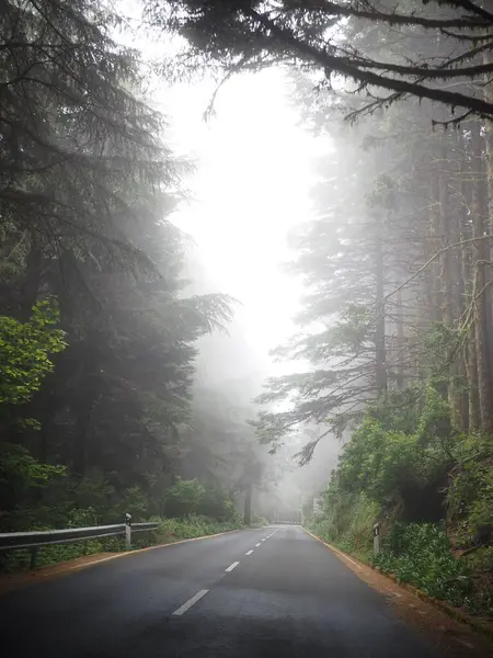 Sisli bir ormanda, uzun yeşil ağaçların arasında gizemli bir yol. Madeira Adası, Portekiz doğası.