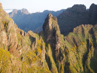 Pico del Arieiro sıradağları, ılık şafak güneşiyle aydınlanır ve yeşillik ve sarı çiçeklerle kaplanır. Madeira, Portekiz