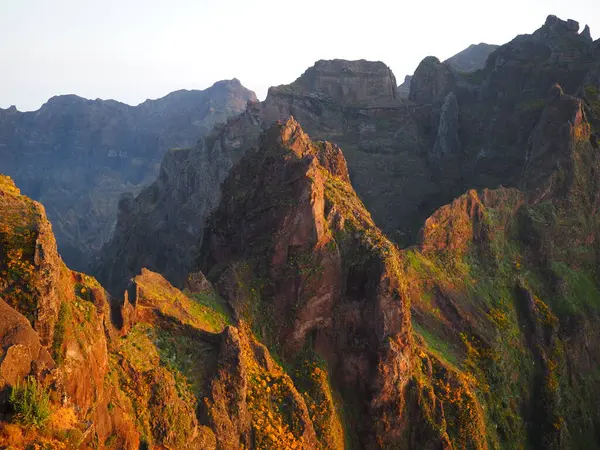 Pico del Arieiro sıradağları, ılık şafak güneşiyle aydınlanır ve yeşillik ve sarı çiçeklerle kaplanır. Madeira, Portekiz