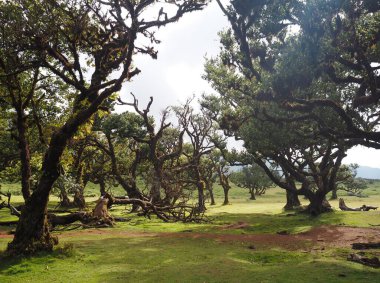 Portekiz 'in Madeira Adası' ndaki Fanal Ormanı 'nda yosun kaplı defne ağaçları. Peri masalı atmosferli parlak, güneşli bir manzara..