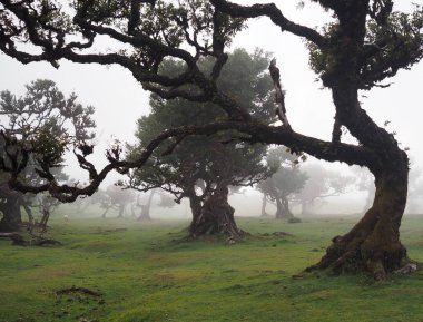 Portekiz 'in Madeira Adası' ndaki Fanal Ormanı 'nda sabah sisi ile kaplanmış antik defne ağaçları. Buruşuk dallar ve düşük görüş mesafesi büyülü, gerçeküstü bir atmosfer yaratır..