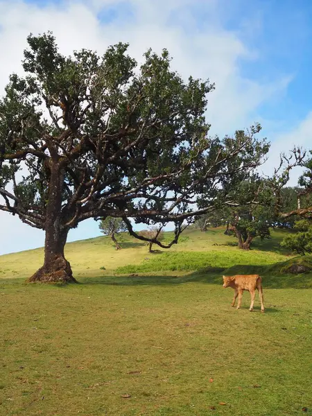 Portekiz 'in Madeira Adası' ndaki Fanal kutsal ormanında yeşil bir çayırda otlayan bir buzağı görülüyor.