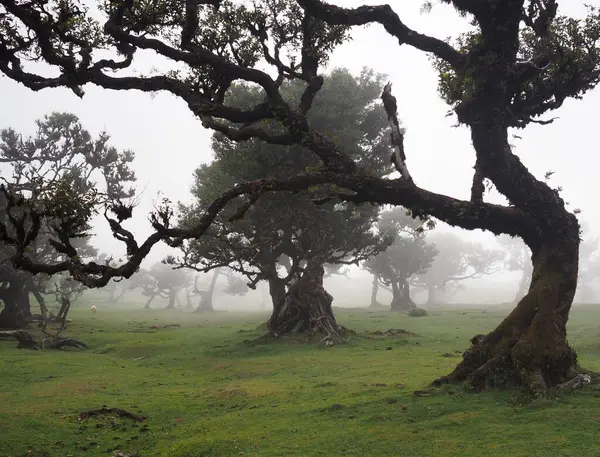 Portekiz 'in Madeira Adası' ndaki Fanal Ormanı 'nda sabah sisi ile kaplanmış antik defne ağaçları. Buruşuk dallar ve düşük görüş mesafesi büyülü, gerçeküstü bir atmosfer yaratır..