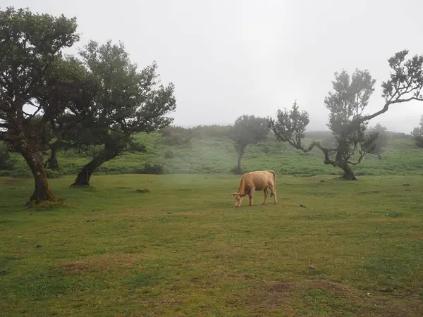 Portekiz 'in Madeira Adası Fanal sisli ormanında bir inek yeşil çayırda otluyor.