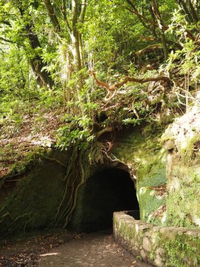 Levada do Caldeirao Verde patikası PR9, Madeira Adası, Portekiz 'deki ormandaki yosunlarla ve kıvrımlı köklerle kaplı yeşil bir tünel.