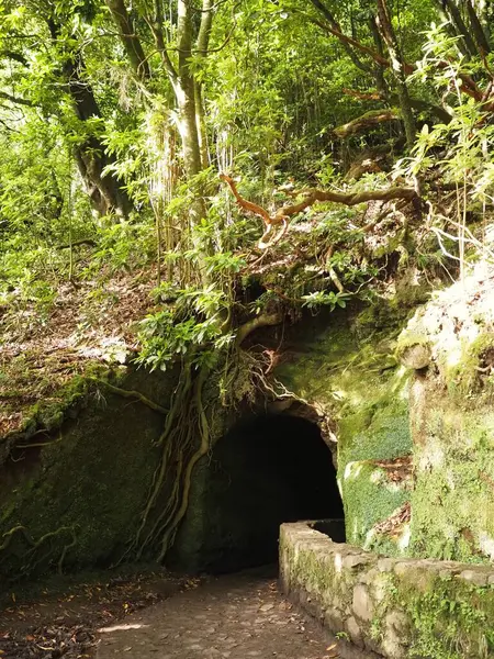 Levada do Caldeirao Verde patikası PR9, Madeira Adası, Portekiz 'deki ormandaki yosunlarla ve kıvrımlı köklerle kaplı yeşil bir tünel.