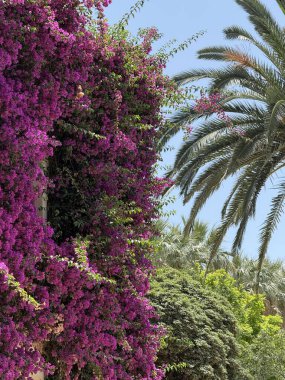 İspanya, Valencia 'da güneşli bir günde, Jardines del Real Kraliyet Bahçeleri' nde çiçek açan pembe ve mor çiçeklerden oluşan yeşil bir duvar..