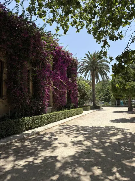 İspanya, Valencia 'da güneşli bir günde, Jardines del Real Kraliyet Bahçeleri' nde çiçek açan pembe ve mor çiçeklerden oluşan yeşil bir duvar..