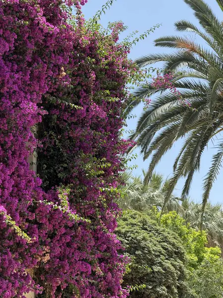 İspanya, Valencia 'da güneşli bir günde, Jardines del Real Kraliyet Bahçeleri' nde çiçek açan pembe ve mor çiçeklerden oluşan yeşil bir duvar..