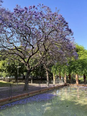 Valencia, İspanya 'da mor jakaranda ağacı çiçek açtı.