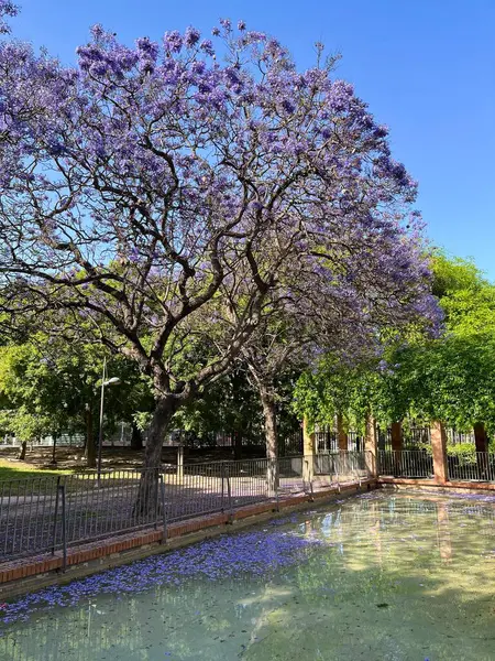 Valencia, İspanya 'da mor jakaranda ağacı çiçek açtı.