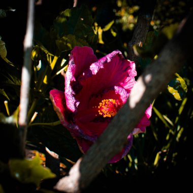 Dallarla ve yapraklarla kısmen gizlenmiş canlı pembe bir çiçek, koyu bir arkaplana kurulmuş. Çiçeğin karmaşık ayrıntıları ve parlak sarı kekemeliği göze çarpan bir kontrast oluşturuyor..