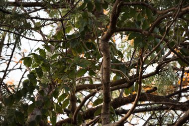 Birbirine dolanmış dalları olan yoğun bir yeşil yaprak örtüsü doğal bir zemin oluşturuyor. Güneş ışığı kabuk ve yaprakların dokusunu vurguluyor..