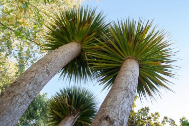 Dracaena draco, Kanarya Adaları ejderha ağacı veya drago bitkisi tek gövdeli genç bitki..