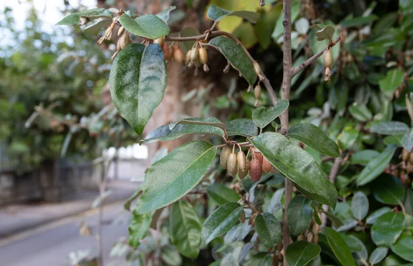 Elaeagnus Ebbingei Silverberry Oleaster Plant Branches Fruits Silvery Leaves — Stock Photo, Image
