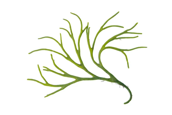Codium Tomentosum Velvet Horn Spongeweed Green Alga Branch Isolated White — Stock Photo, Image