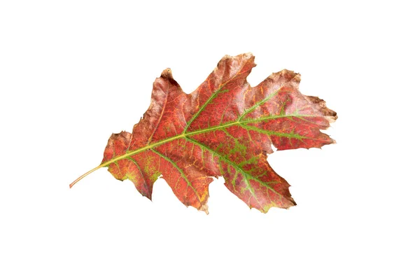 Herbstrotes Eichenblatt Isoliert Auf Weißem Grund Herbsttrockenes Laub — Stockfoto