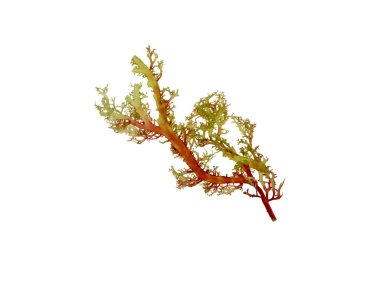 Deniz yosunları beyaz üzerine izole edilmiş..