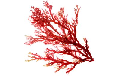 Red algae or seaweed branch isolated on white clipart