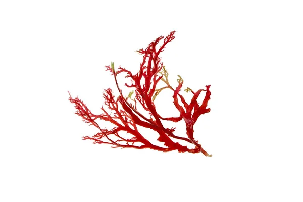 stock image Red seaweed or algae branch isolated on white.