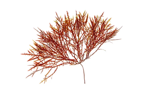 Rode Algen Rhodophyta Tak Geïsoleerd Wit — Stockfoto