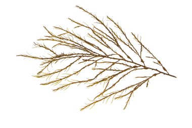 Knotted kelp seaweed or ascophyllum nodosum brown algae branch isolated on white