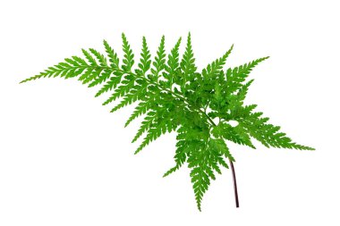 Rumohra adiantiformis or leather fern or leatherleaf fern glossy dark green frond isolated on white clipart