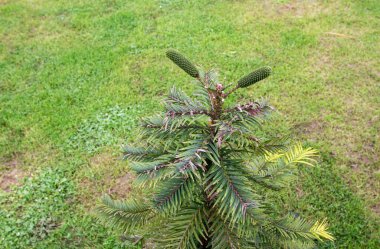 Wollemia nobilis young cultivated plant with male pollen cones. Wollemi pine evergreen tree.